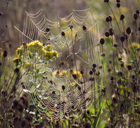 Web And The Weeds