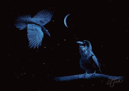 Night Ravens