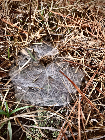 Funnel spider web covered in dew