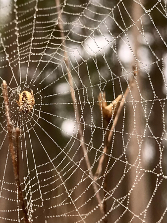 Waiting in the web of jewels