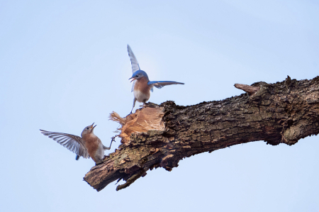 Bluebirds Doing Arm Stretches