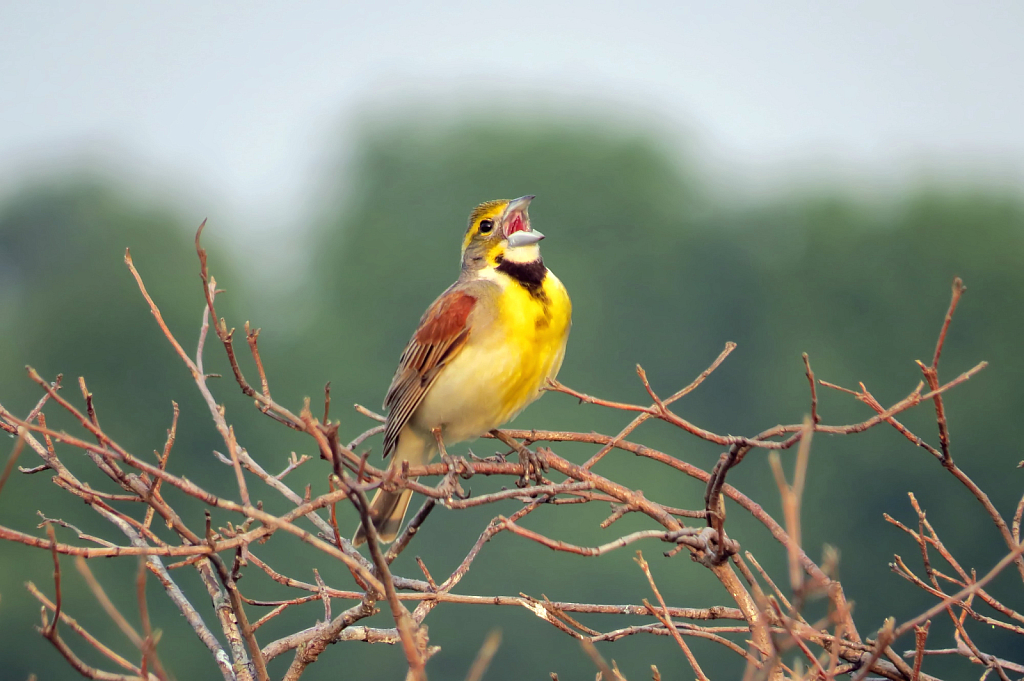 Singer With Yellow Breast