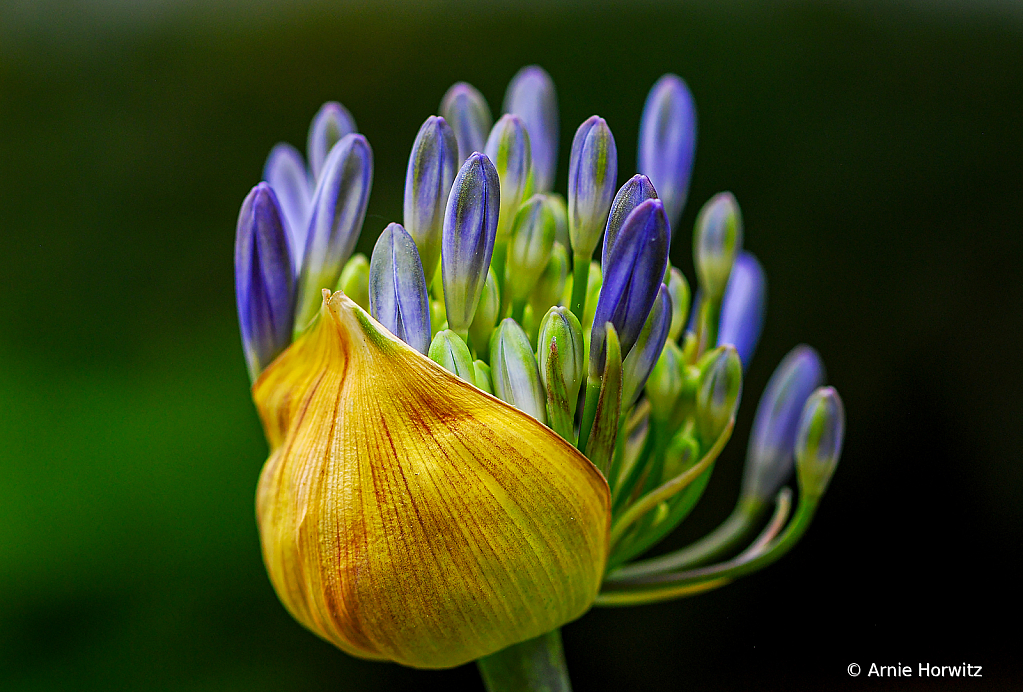 Emerging Blossoms