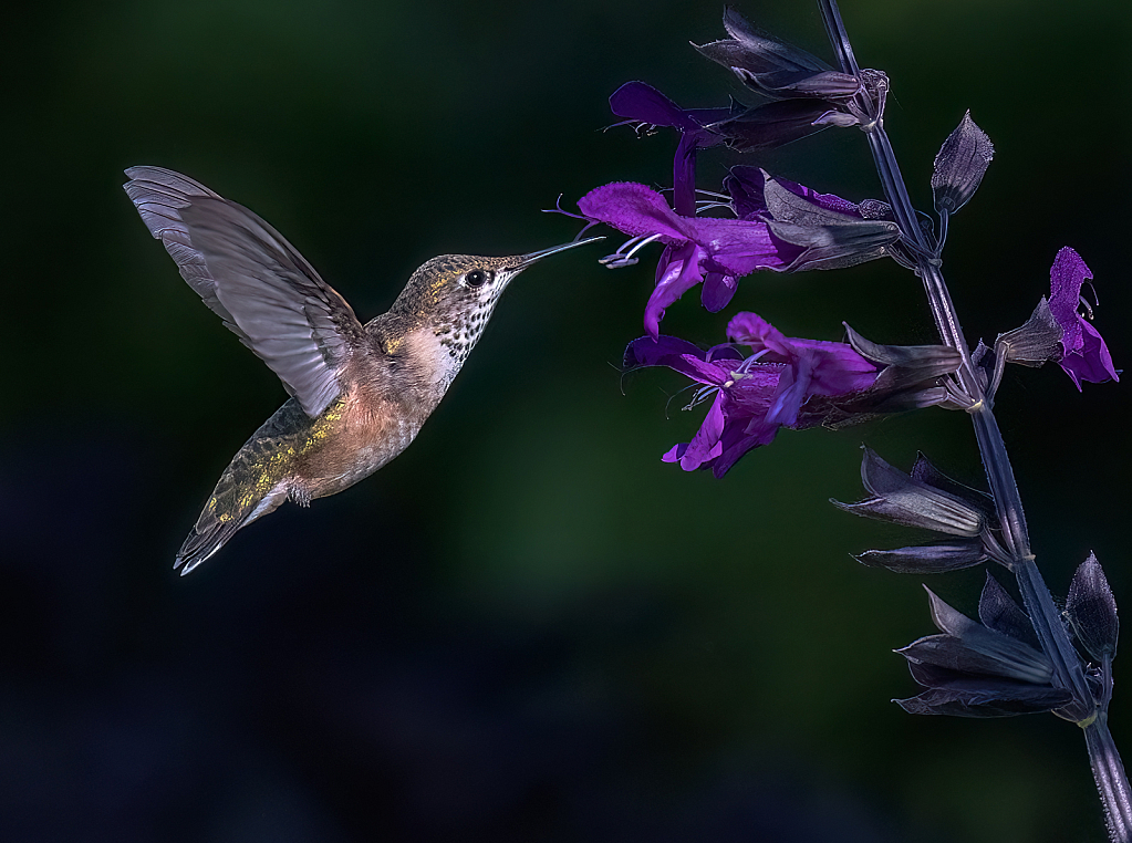 Anna's Hummingbird