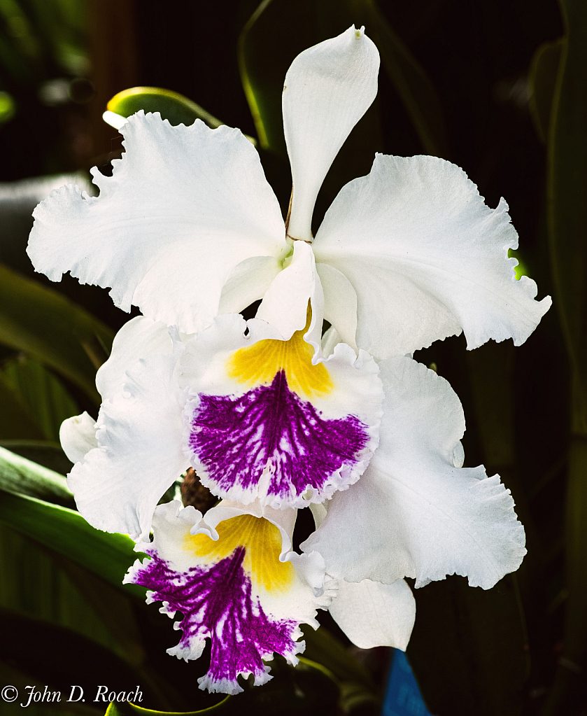 Lovely Orchid