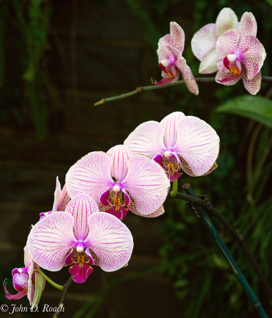 Orchids deep in the Garden