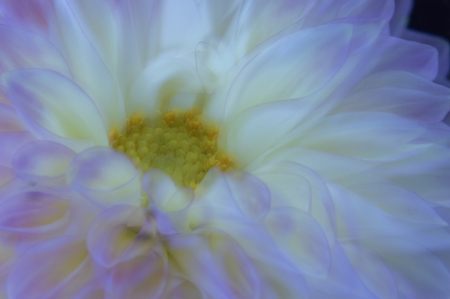 Dahlia ICM