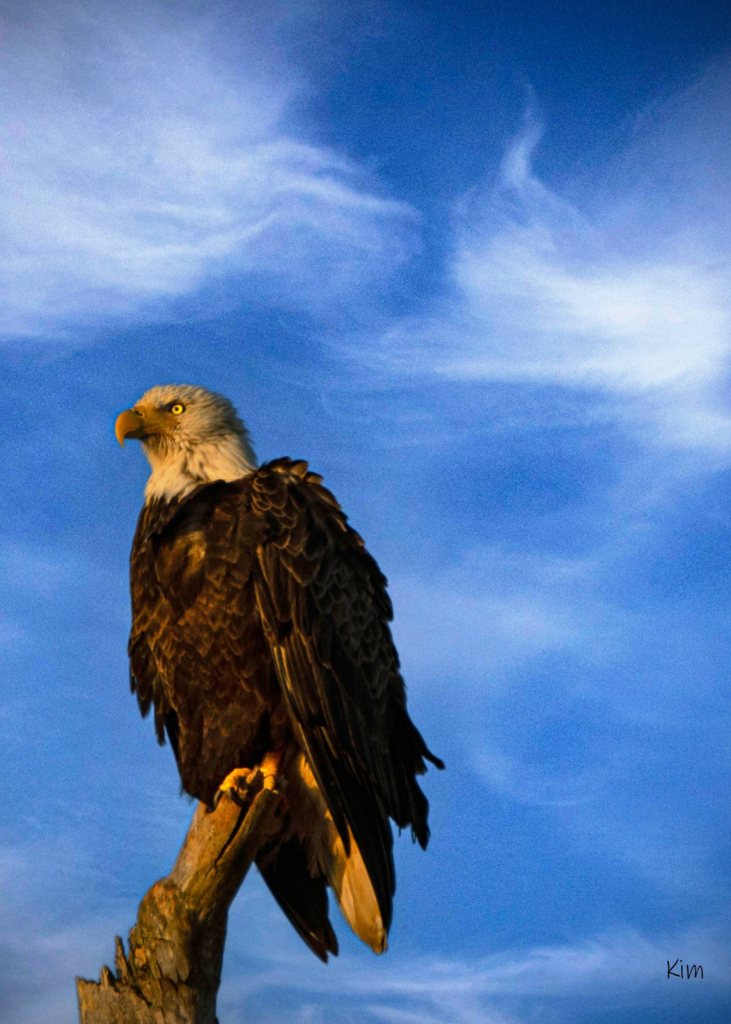 Eagle at the Gulf