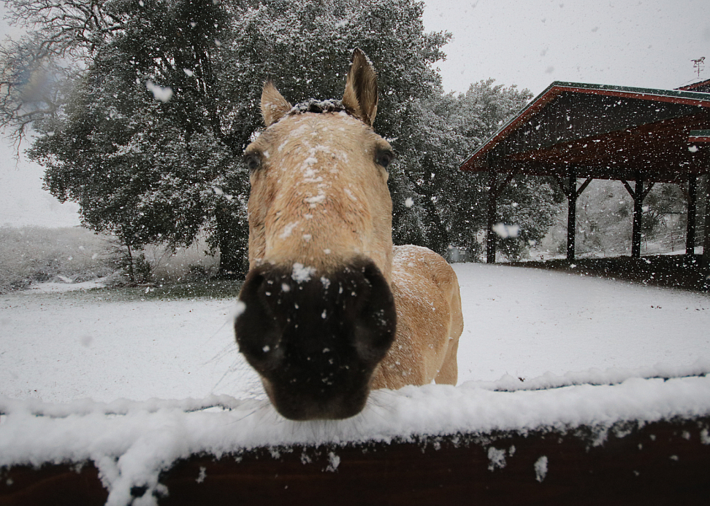 Snow Day