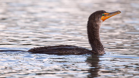 Double-crested Cormorant