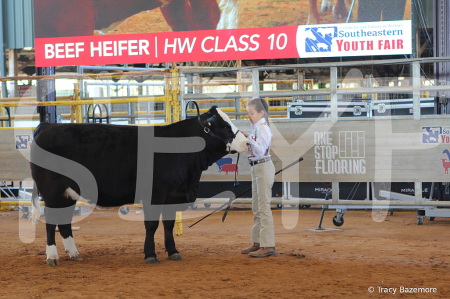 heifer4381