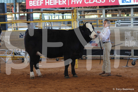 heifer4382