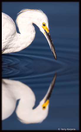 Snowy Egret