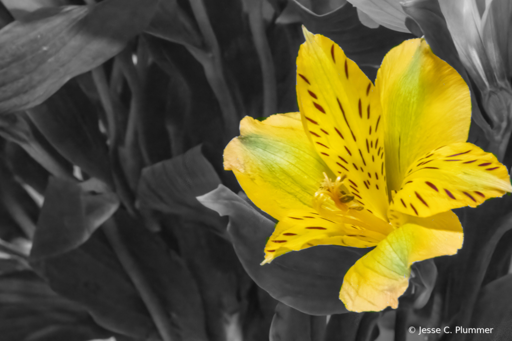 Peruvian Lilly - Selective Color over BW