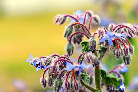 Flower Wannabees