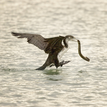 Eel catcher