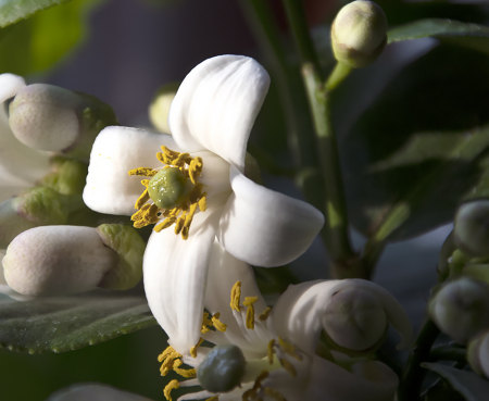 Lemon Tree Blossom