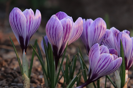 Crocuses