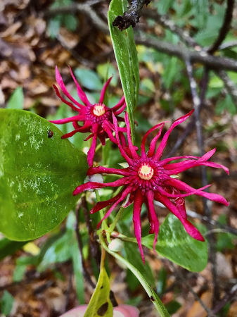 Florida Anise bloom pair