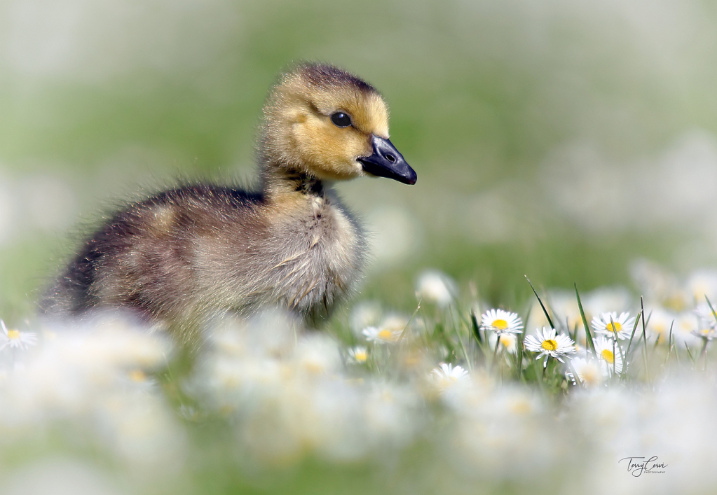 Spring Gosling
