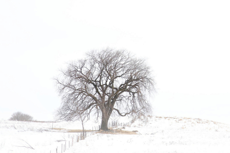 Fence Line Tree