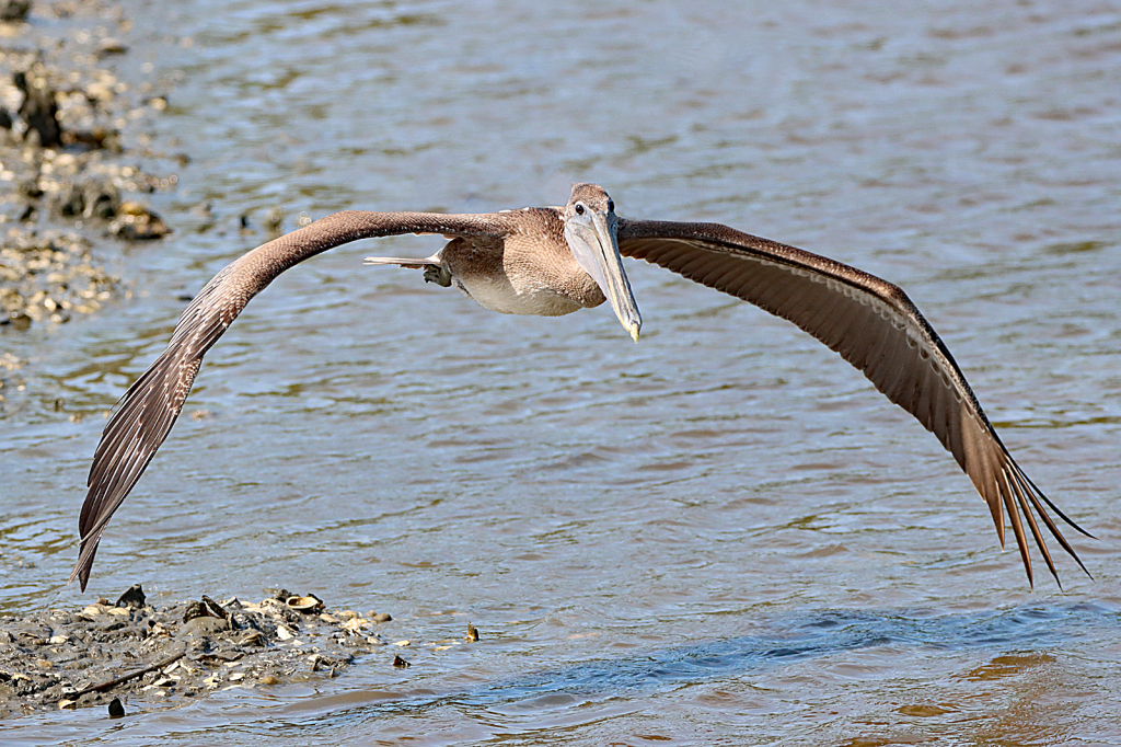 Pelican in Flight 2