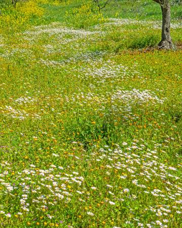 Ground embroidered with Spring colors.