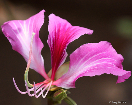 Nevis Botanical Garden