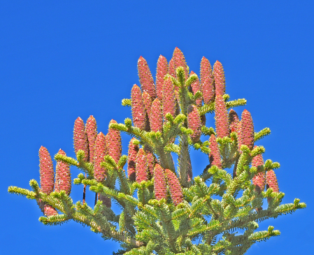 Fir Tree Cones.