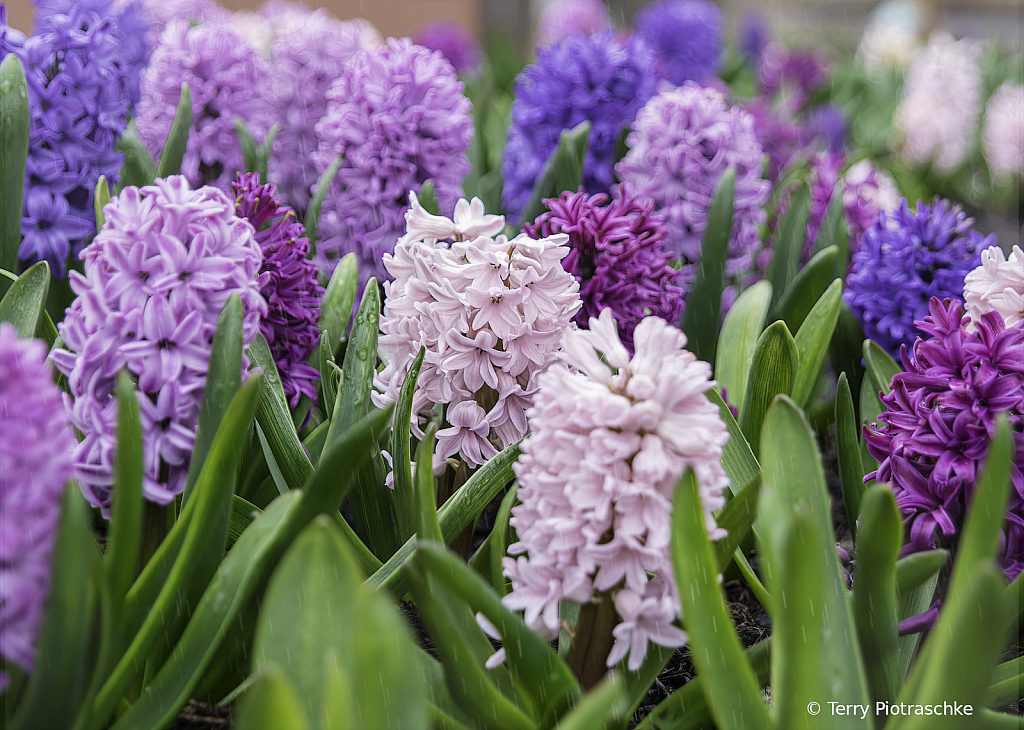 Spring Hyacinth