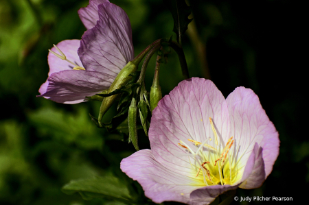 good morning, evening primrose....