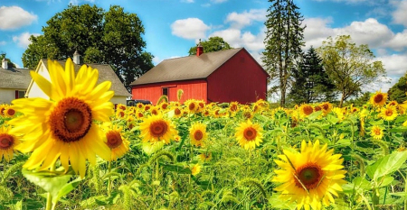 Sunflowers 