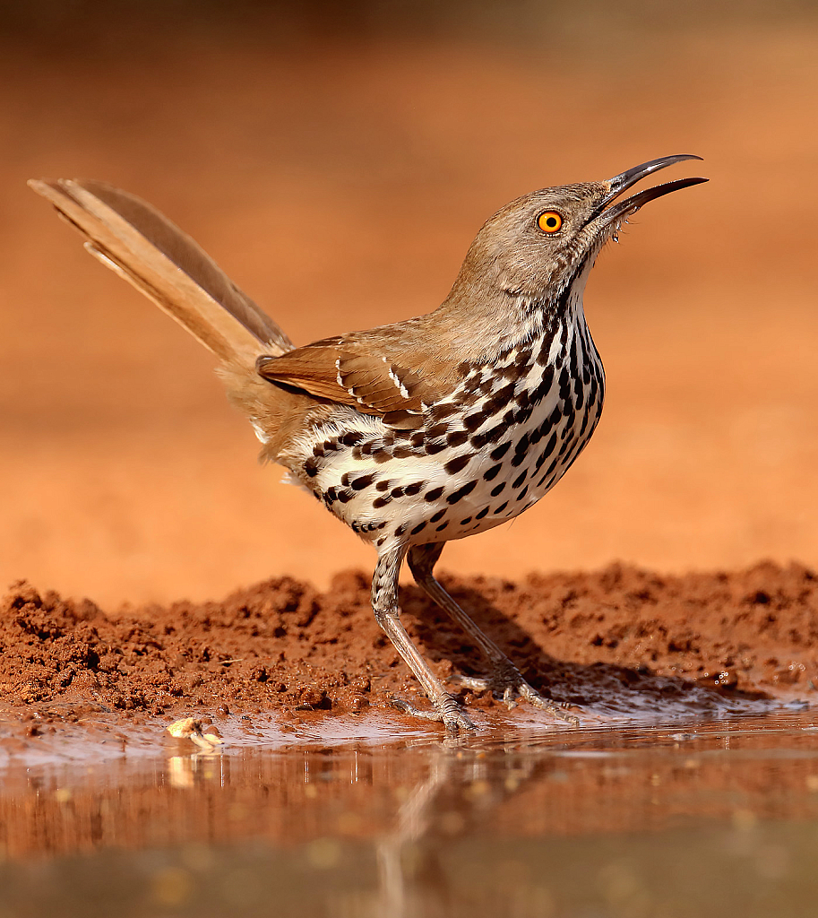 Long Billed Thrasher