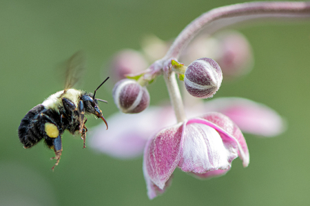 Bumble Bee