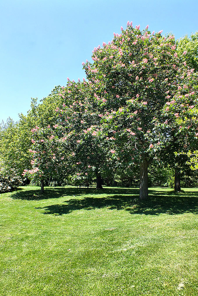 Park in Bloom