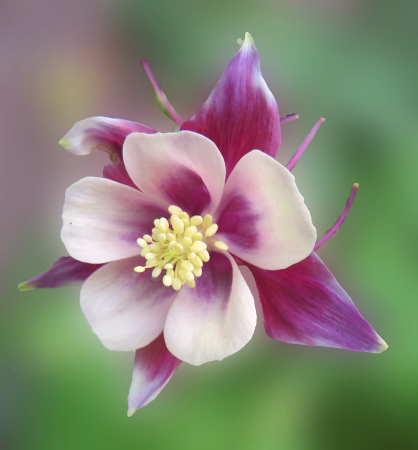 More Columbine