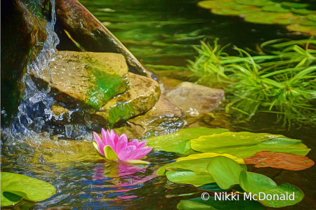 Water Lily in Pond