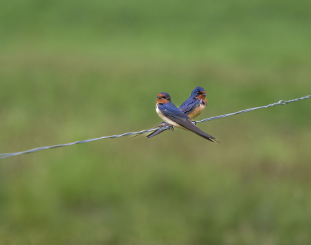 Birds on a Wire