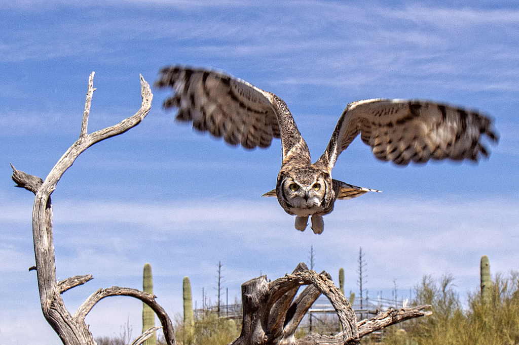 Incoming Owl!