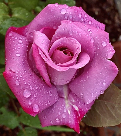 Rain drops on roses