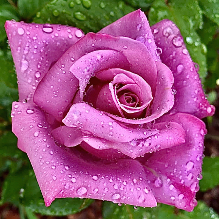 Jeweled covered rose