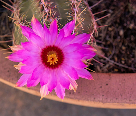 Hedgehog Cactus