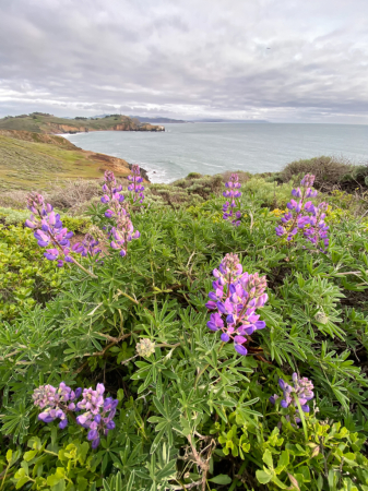 Coastal Spring