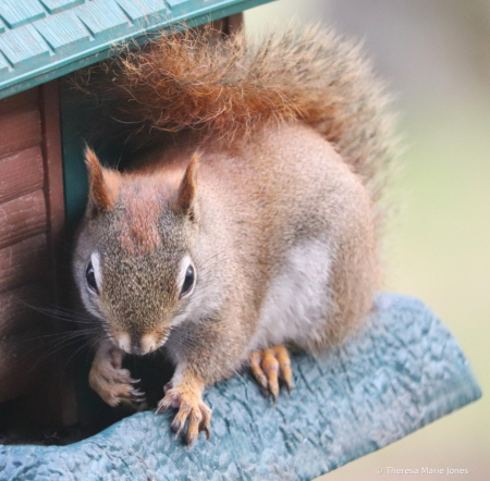 Little Squirrel