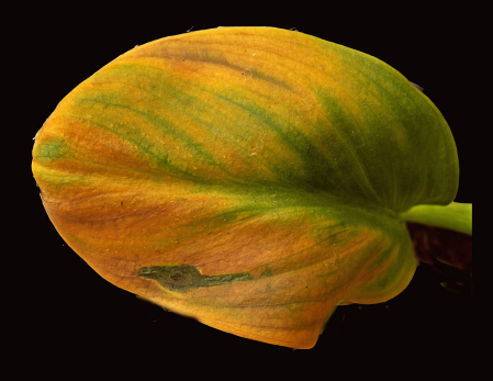 Calla leaf