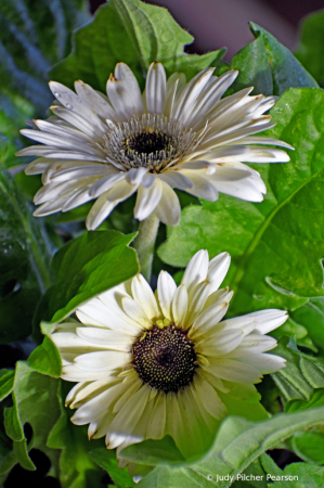 flirty gerberas....