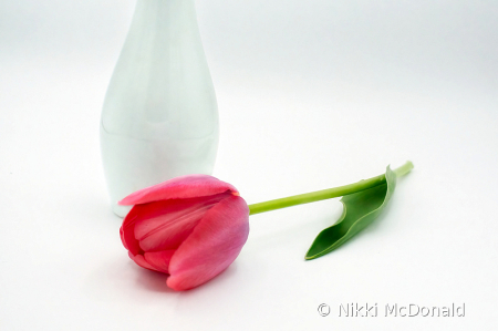 Tulip with Vase