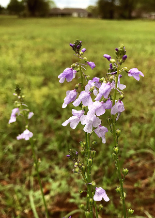 Beauty in the field 