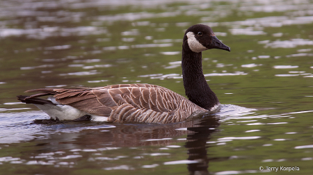 Floating by on the Watauga River