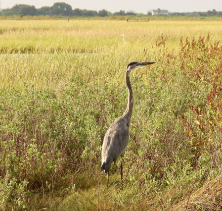 The Surveyor